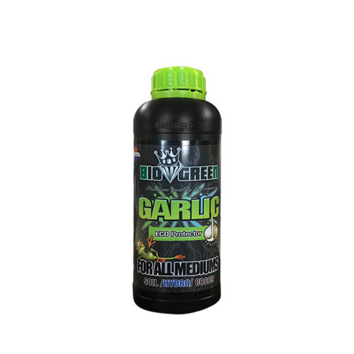 Garlic